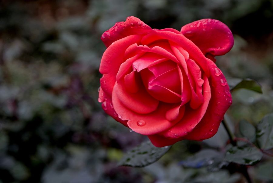 可爱的一朵玫瑰花（左手为原创即兴伴奏详细版）